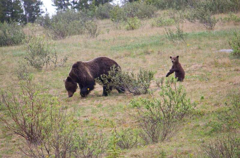 Banff: Guided Nature Walk with Bear Country Safety Tips - Key points to know before you book