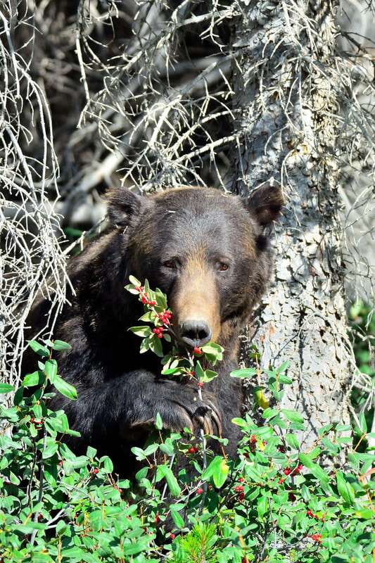 Banff: Guided Nature Walk with Bear Country Safety Tips - Stories about bears, elk, deer, and birds