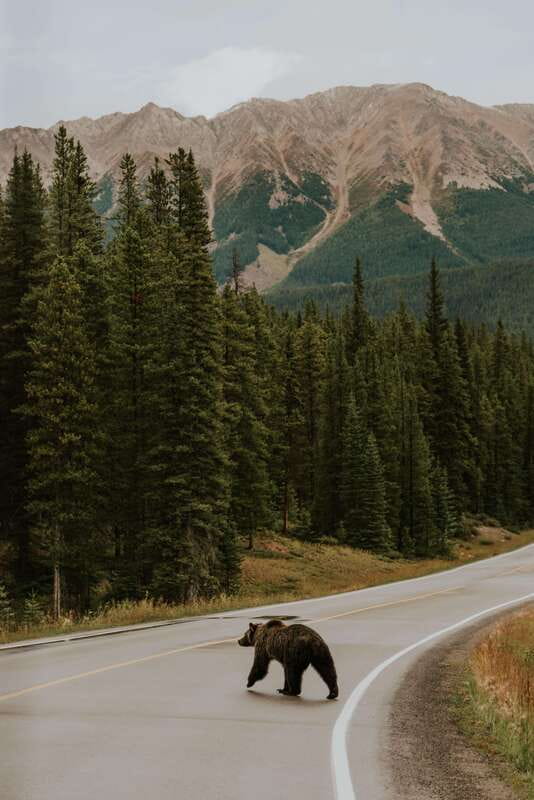 Banff: Guided Nature Walk with Bear Country Safety Tips - A guide who adjusts to the group