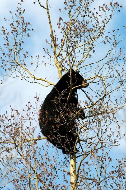 Banff: Guided Nature Walk with Bear Country Safety Tips - The $65 price and what you are really buying