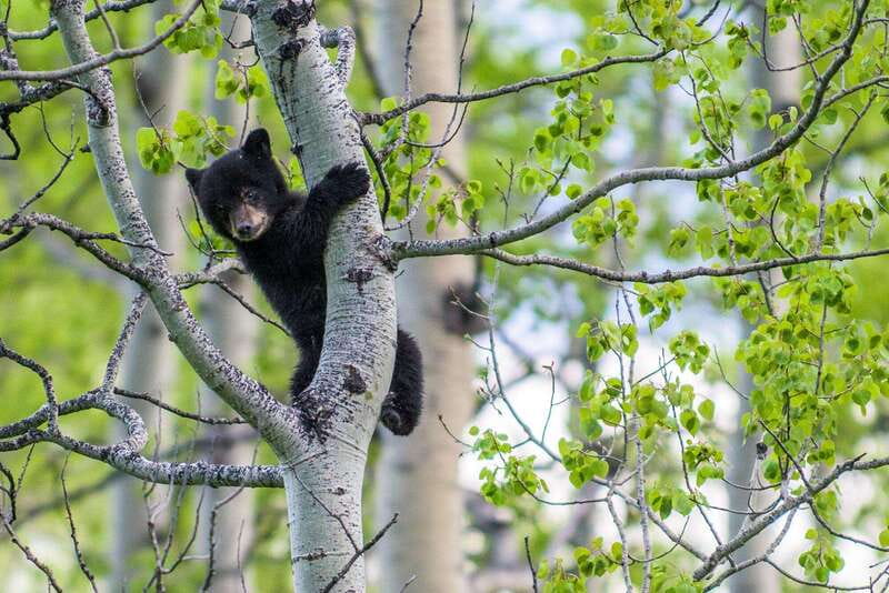Banff: Guided Nature Walk with Bear Country Safety Tips - Who should book this Banff walk