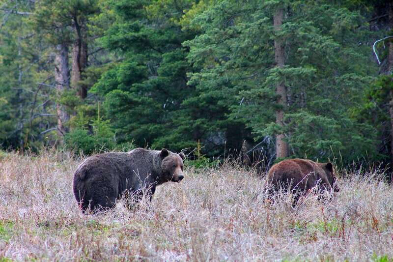 Banff: Guided Nature Walk with Bear Country Safety Tips - Practical details that affect your day