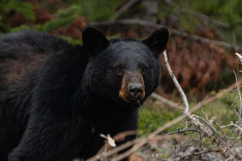 Banff: Guided Nature Walk with Bear Country Safety Tips - Should you book it?