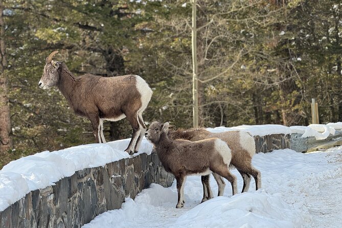 Banff Highlights: Moraine Lake, Lake Louise and beyond - Summer’s main prize: Moraine Lake