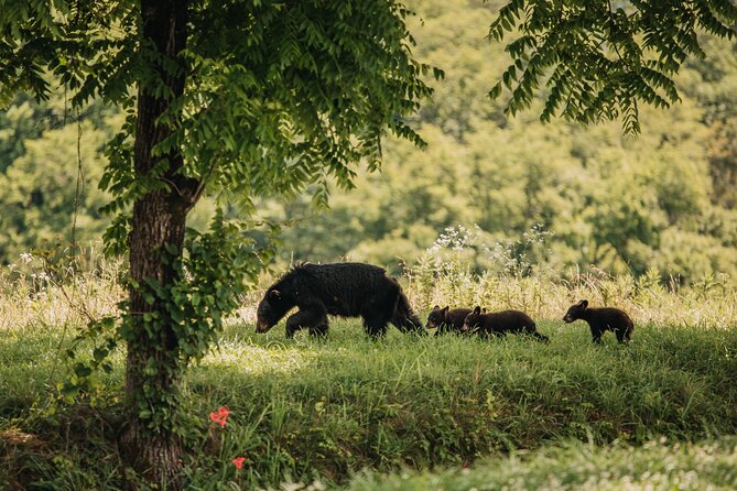 Banff Highlights & Wildlife | Award-Winning Small Group Adventure - Why the small minibus matters
