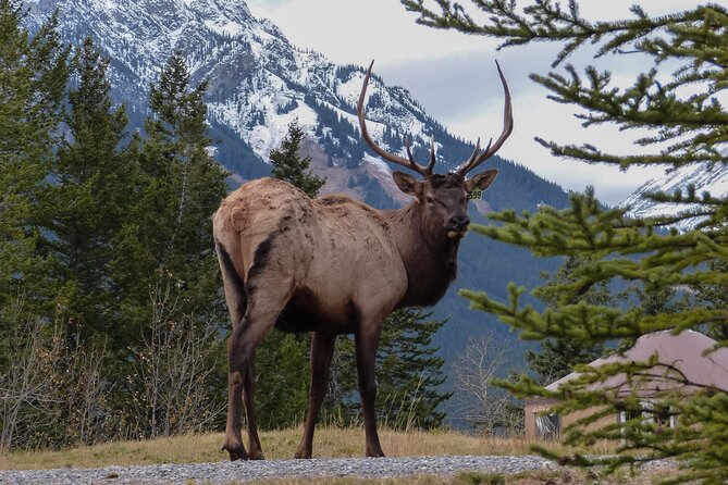 Banff Highlights & Wildlife | Award-Winning Small Group Adventure - Bow Falls closes the scenic loop