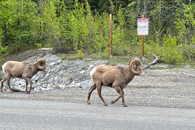 Banff Icefield Parkway Private Full Day Tour - What to bring and how to pace yourself