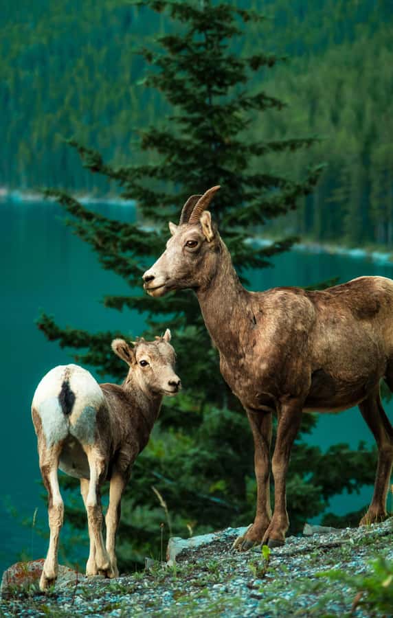 Banff: Lake Louise,Lake Minnewanka,Emerald Lake & Banff Town - What the $76 price covers
