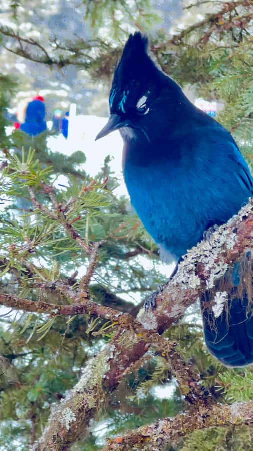Banff: Lake Louise, Moraine, Emerald Lake & Canyon Day Trip - Banff town and the winter alternative