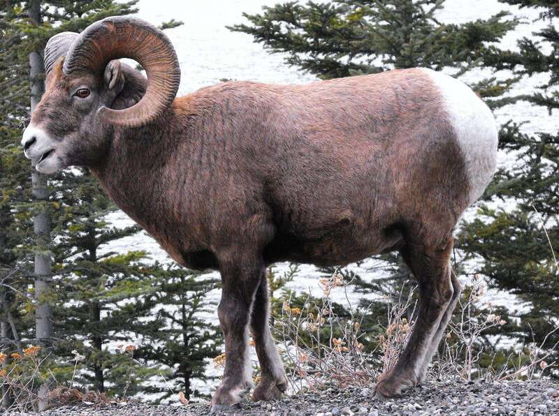 Banff PRIVATE Guided Nature Walk + Transportation - 2.5H - Key points to know before you book
