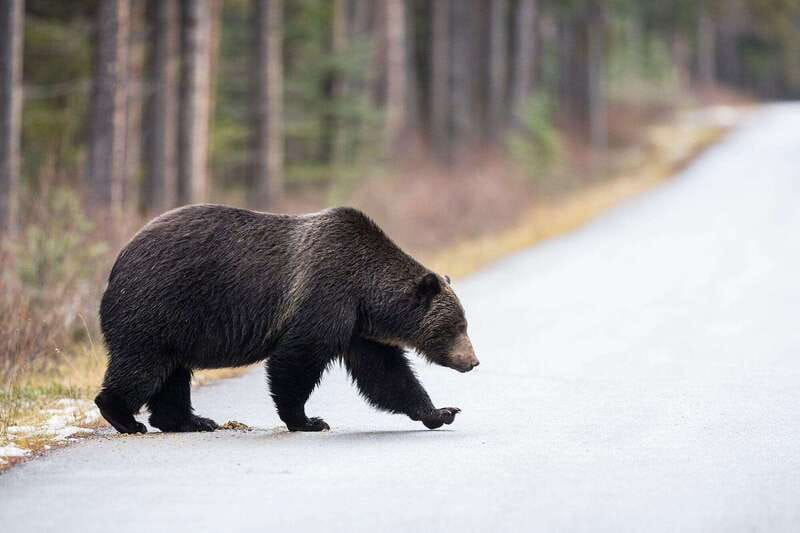 Banff PRIVATE Guided Nature Walk + Transportation - 2.5H - Should you book it?