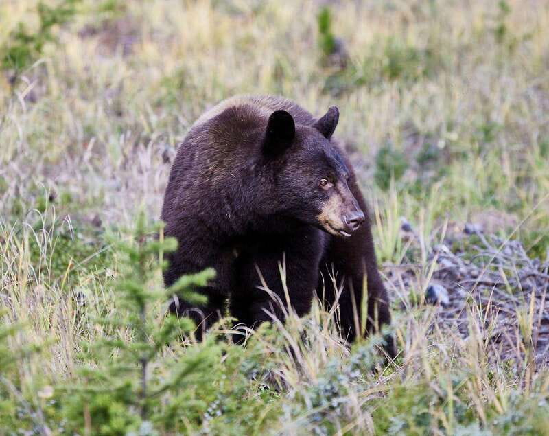 Banff PRIVATE Guided Nature Walk + Transportation - 2.5H - Starting beside Cave and Basin