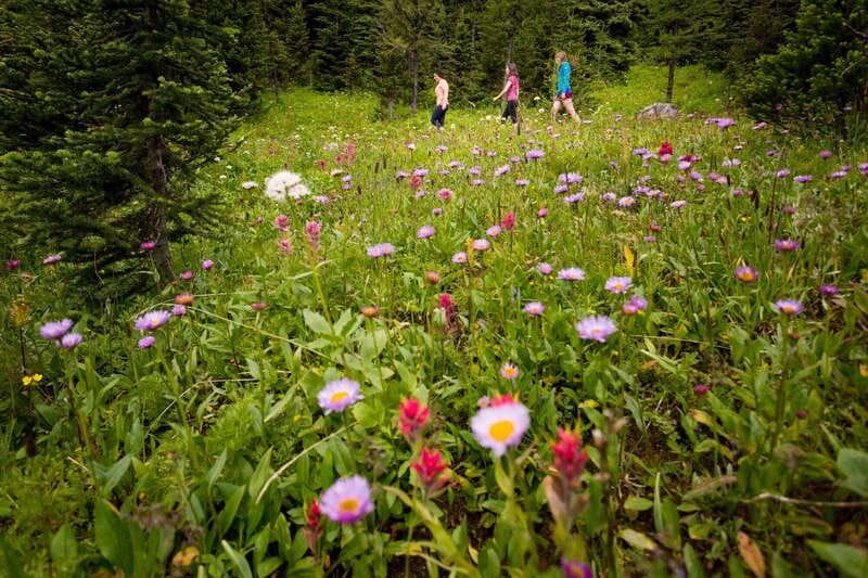 Banff PRIVATE Guided Nature Walk + Transportation - 2.5H - Two hours on a trail chosen for you