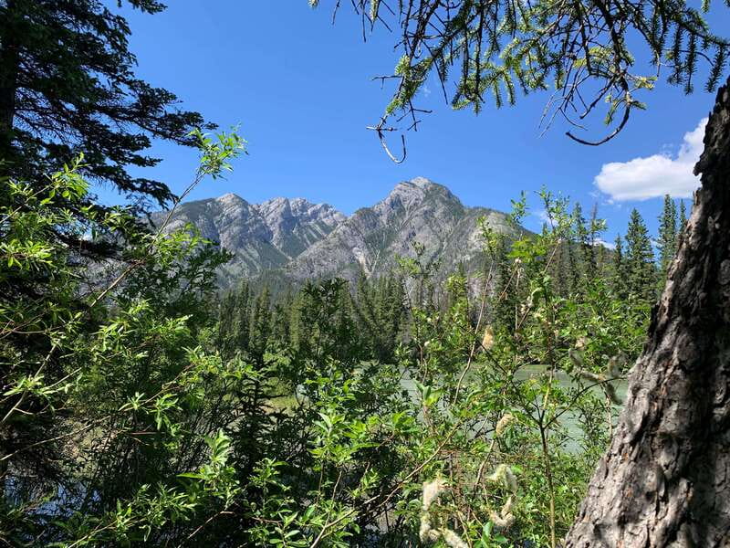 Banff PRIVATE Guided Nature Walk + Transportation - 2.5H - Plants, tracks, and the practical side of bear country