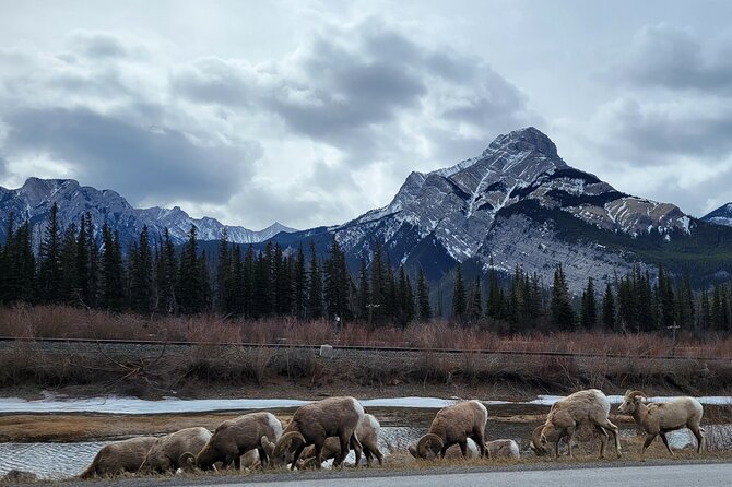 Banff Private Tour - Beyond the basics - What the driver-guide adds
