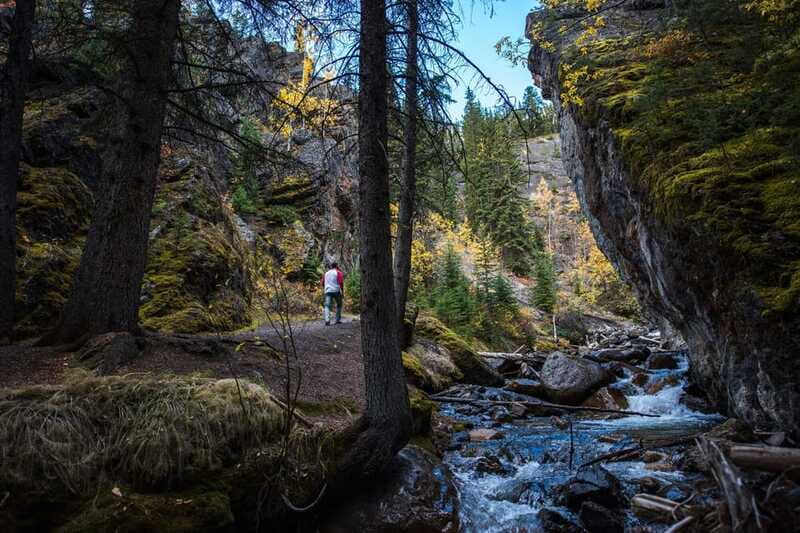 Banff: Thermal Waters and Hidden Waterfalls - 3hr Walk - Wildlife and plant life along the route