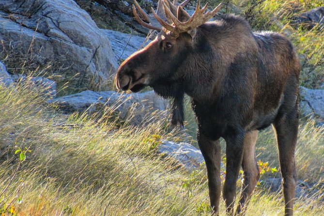 Banff to Jasper One-Way Tour - Four hours at the Columbia Icefield
