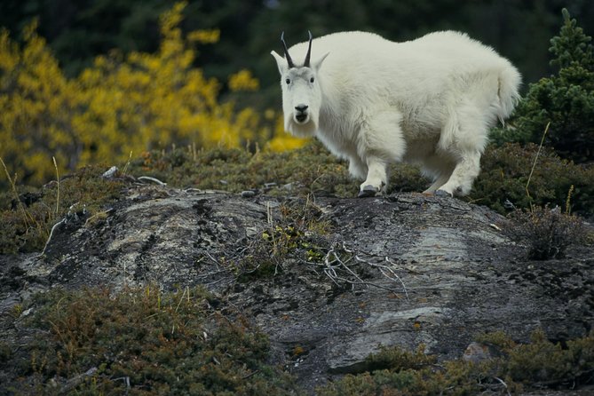 Banff to Jasper One-Way Tour - Wildlife sightings are possible, not promised