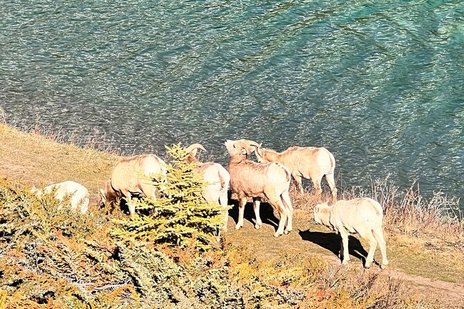 Banff Town ,Lake Louise, Moraine , Emerald & Johnston Canyon Tour - Ending on Banff Avenue