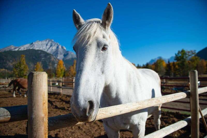 Banff: Wagon Ride with Cowboy Cookout BBQ - Steak and campfire cooking at 3 Mile Cabin