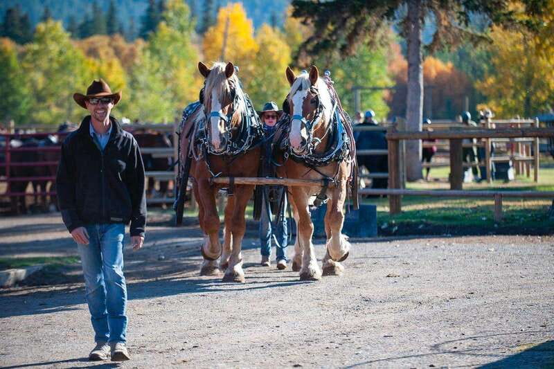 Banff: Wagon Ride with Cowboy Cookout BBQ - One hour along the Bow River
