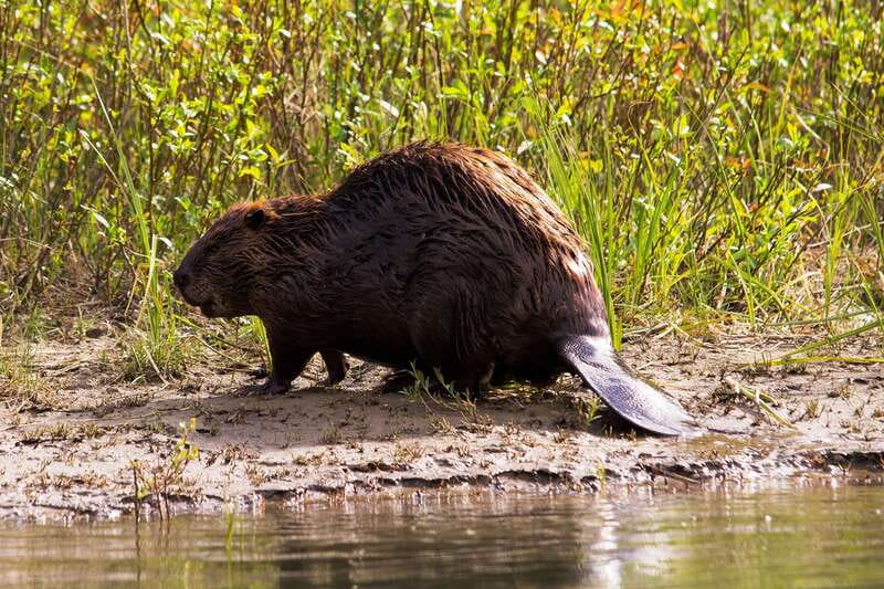 Banff: Wildlife on the Bow River Big Canoe Tour - What to bring and how to prepare