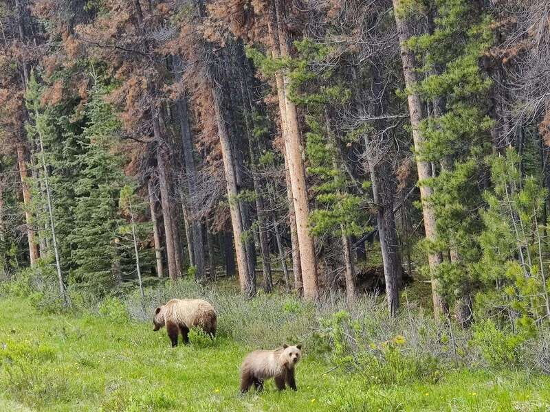 Banff, Yoho, and Jasper 2 Day Private Tour - Key points at a glance