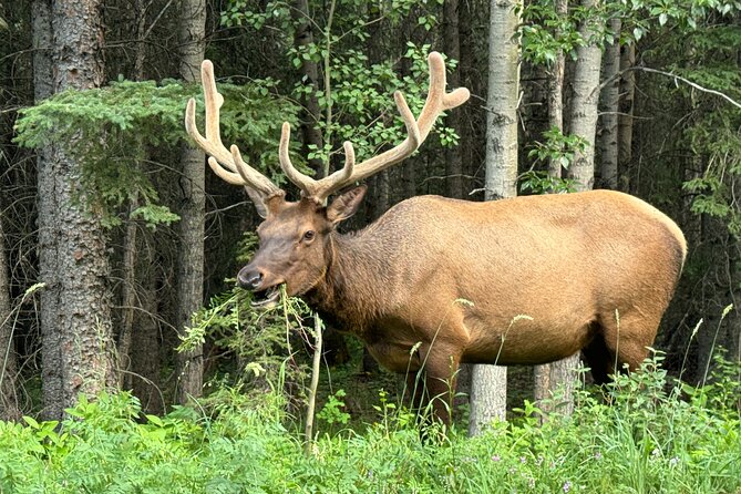 Calgary Airport to Canmore Private Transfer - Why the private format matters