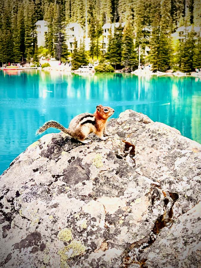 Calgary, Banff: Lake louise , Moraine ,Emerald Lake day Tour - Natural Bridge and the Kicking Horse River