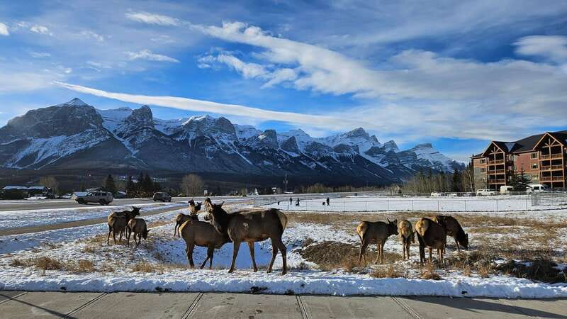 Calgary: Canmore, Banff, Lake Louise - Gondola Included - Why the guide can make or break this outing