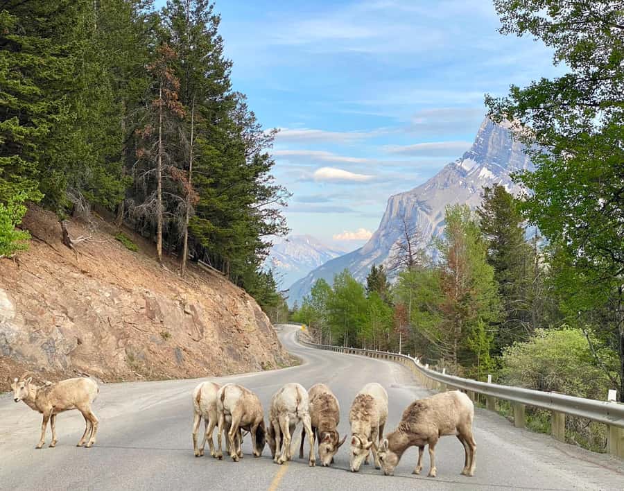 Calgary/Canmore: Banff National Park & Lake Louise Day Trip - Key points at a glance