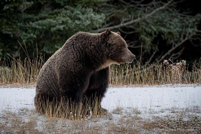Calgary: Columbia Icefield Adventure, Skywalk and Peyto Lake Tour - Waterfowl Lakes offers a short pause before the icefield