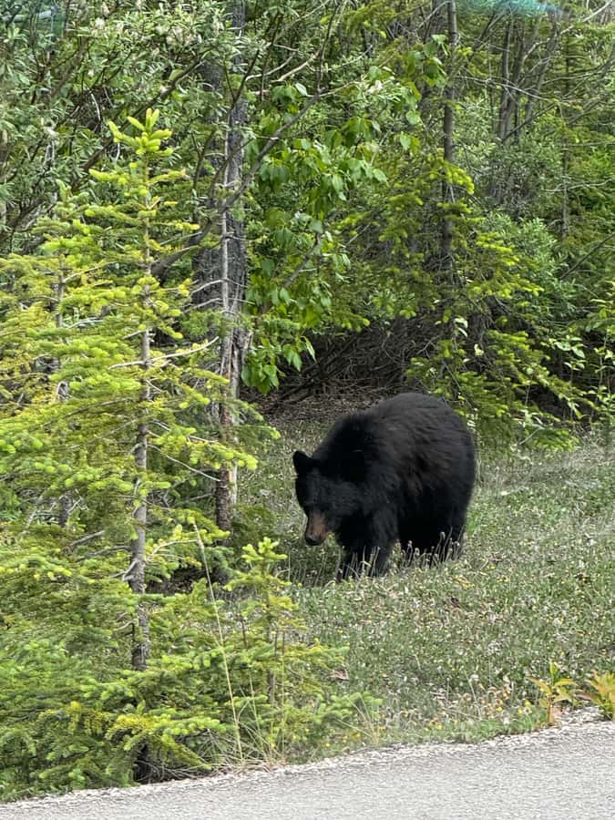 Calgary: Day Trip to Jasper with Lunch - Booking details worth knowing before you go