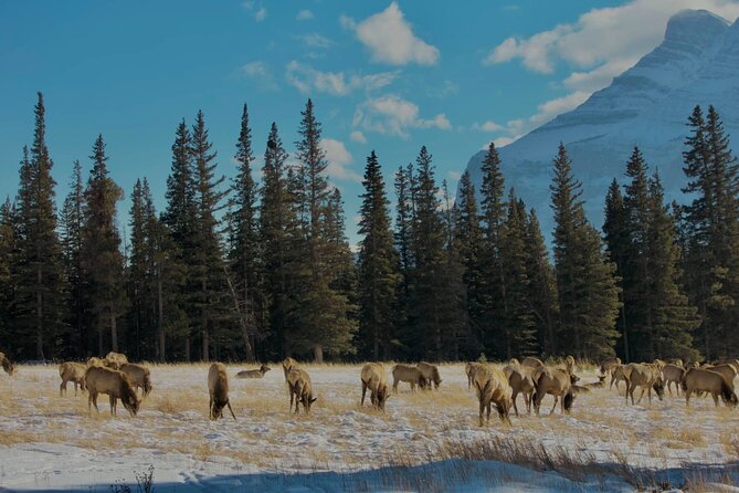 Calgary To: Lake Louise, Emerald Lake & Johnston Canyon (Shared) - Johnston Canyon: the day’s walking option