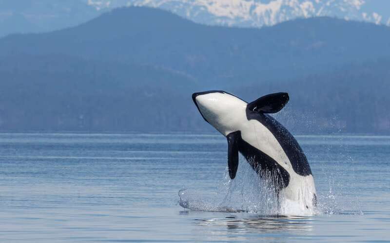 Campbell River: 4 Hour Whale & Wildlife Zodiac Boat Tour - Toward the Northern Gulf Islands and Johnstone Strait