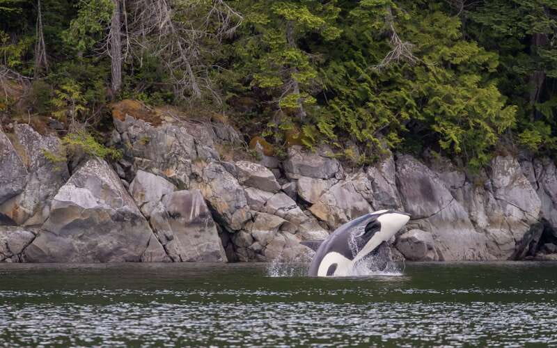 Campbell River: 4 Hour Whale & Wildlife Zodiac Boat Tour - Listening for whales with the hydrophone