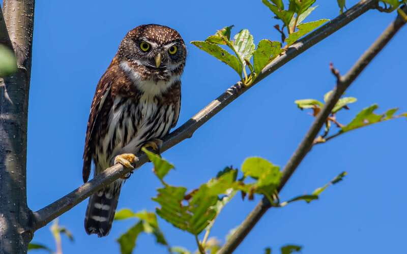 Campbell River: 4 Hour Whale & Wildlife Zodiac Boat Tour - Devils Hole and Aaron Rapids on the return
