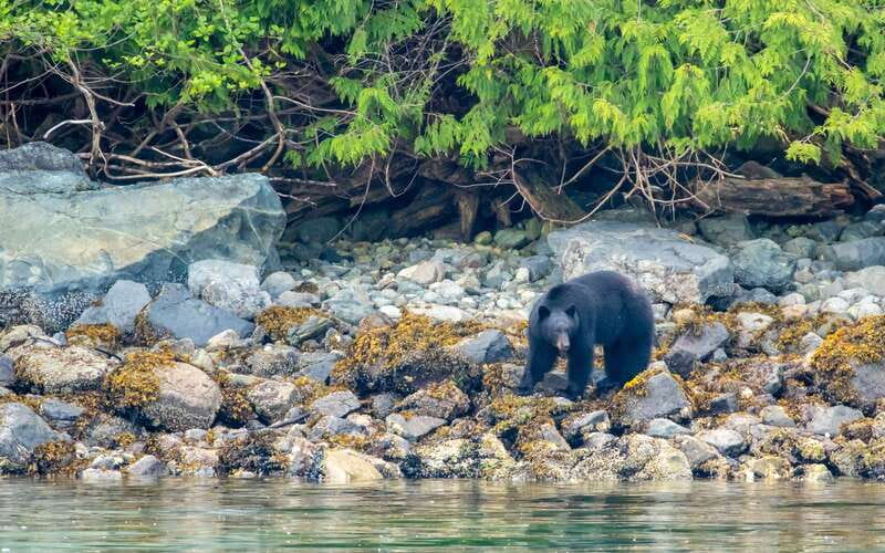 Campbell River: 4 Hour Whale & Wildlife Zodiac Boat Tour - What the $216 price includes