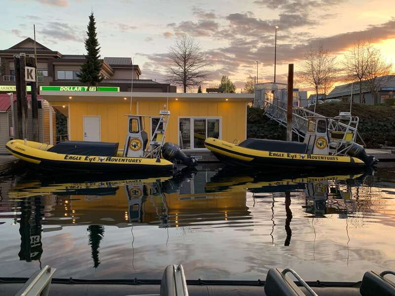 Campbell River: 4 Hour Whale & Wildlife Zodiac Boat Tour - Who should book this Campbell River tour?