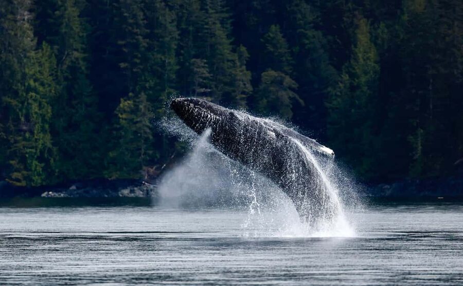 Campbell River: 4 Hour Whale & Wildlife Zodiac Boat Tour - Between Vancouver Island and Quadra Island