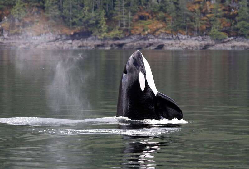 Campbell River: 6 Hour Covered Whale Watching Tour w/ Lunch - Key points to know before booking
