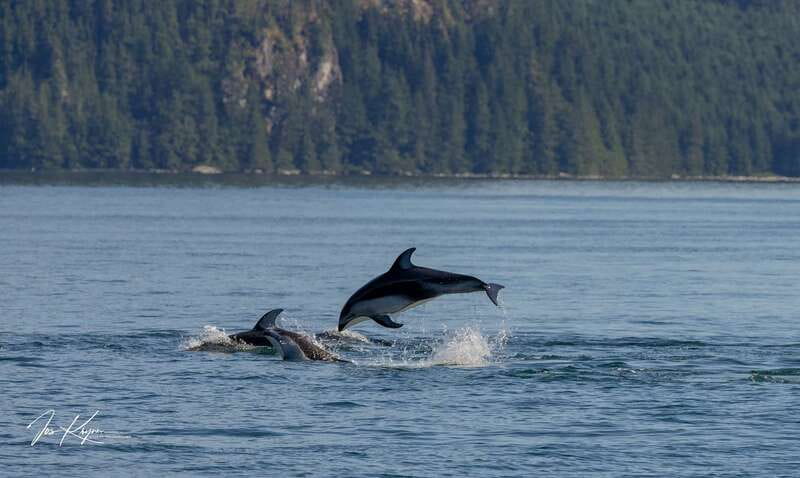 Campbell River: 6 Hour Covered Whale Watching Tour w/ Lunch - Dolphins, porpoises, seals, and sea lions