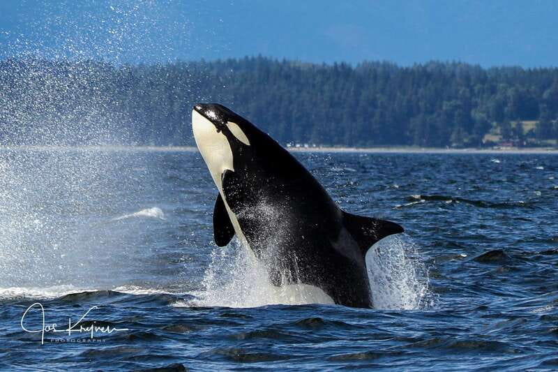 Campbell River: 6 Hour Covered Whale Watching Tour w/ Lunch - What the six-hour schedule really means