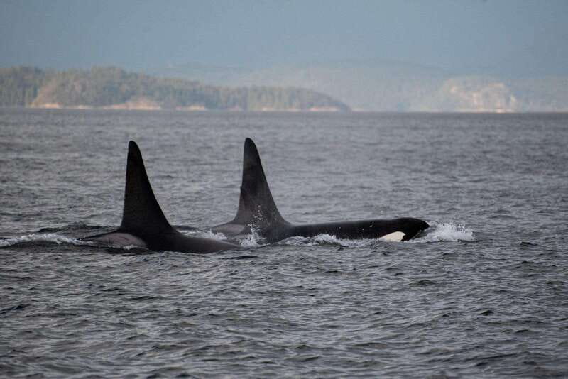Campbell River: 6-Hour Whale Watching Boat Tour - Campbell River is a smart base for whale watching
