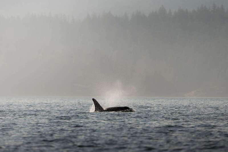 Campbell River: 6-Hour Whale Watching Boat Tour - Three hours among whales, dolphins, and island passages