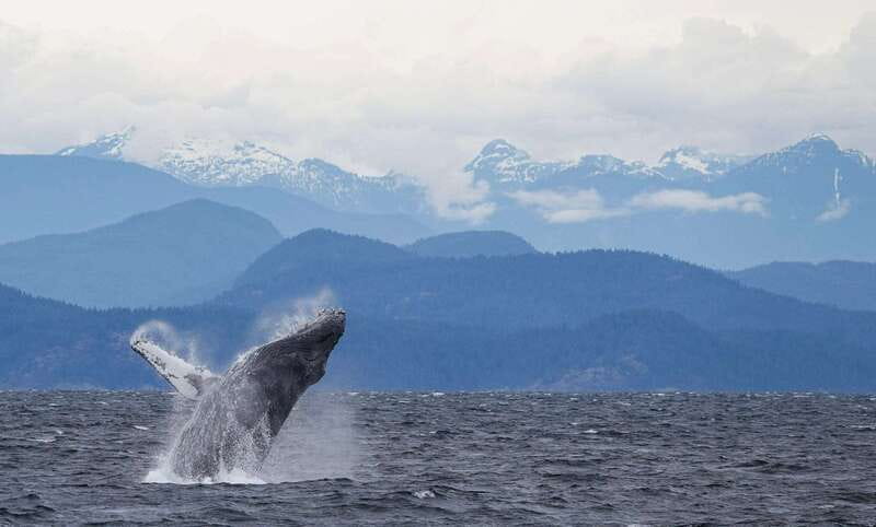 Campbell River: 6-Hour Whale Watching Boat Tour - Zodiac or covered vessel: which suits you?