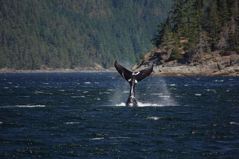 Campbell River: 6-Hour Whale Watching Boat Tour - The first 15 minutes set the tone