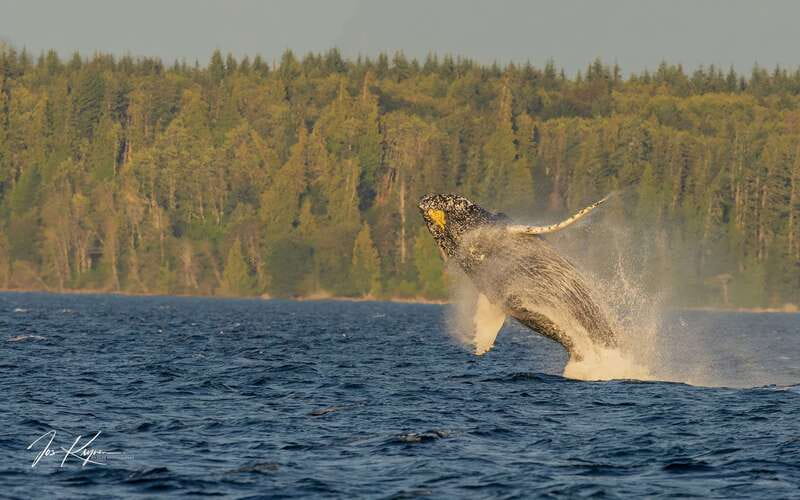 Campbell River: 6 Hour Zodiac Whale Watching Tour w/ Lunch - Setting out from Coast Marina in Campbell River