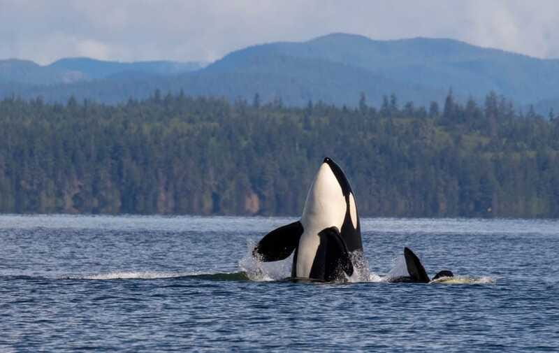 Campbell River: 6 Hour Zodiac Whale Watching Tour w/ Lunch - Cancellation, cost, and practical value