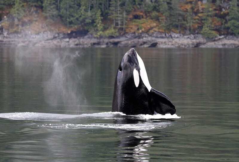 Campbell River: 6 Hour Zodiac Whale Watching Tour w/ Lunch - What the Zodiac format feels like